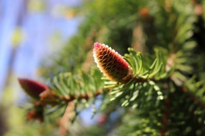 Picea abies 'Inversa' - smrk ztepilý, obecný - nové výhony1